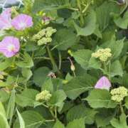 ヒメ日記 2026/05/20 06:58 投稿 原田早智 五十路マダム宇都宮店(カサブランカグループ)