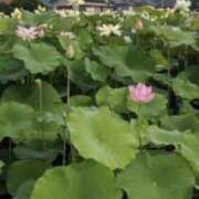 ヒメ日記 2026/07/01 07:40 投稿 原田早智 五十路マダム宇都宮店(カサブランカグループ)