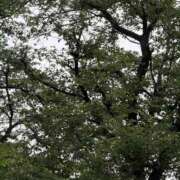 ヒメ日記 2026/08/12 08:04 投稿 原田早智 五十路マダム宇都宮店(カサブランカグループ)