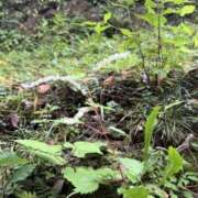ヒメ日記 2026/09/09 07:18 投稿 原田早智 五十路マダム宇都宮店(カサブランカグループ)