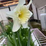 ヒメ日記 2026/03/31 07:12 投稿 まいこ ミラー