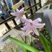 ヒメ日記 2026/04/01 06:58 投稿 まいこ ミラー