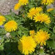 ヒメ日記 2026/04/08 12:31 投稿 まいこ ミラー