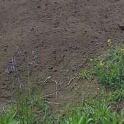 ヒメ日記 2026/05/10 10:40 投稿 まいこ ミラー