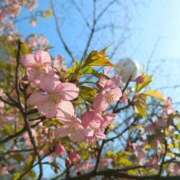 ヒメ日記 2026/03/03 09:41 投稿 せな いきなりまかさんかい