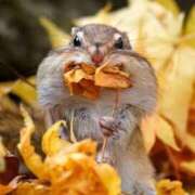 ヒメ日記 2026/03/20 09:52 投稿 花園（はなぞの） 熟女の風俗最終章 名古屋店