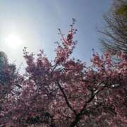 ヒメ日記 2026/04/01 12:03 投稿 かなで ジャパンクラブ富士