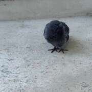 ヒメ日記 2026/04/09 14:29 投稿 まひろ 素人妻達☆マイふぇらレディー