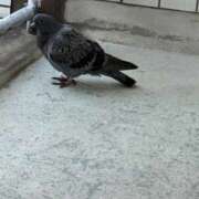 ヒメ日記 2026/04/12 12:28 投稿 まひろ 素人妻達☆マイふぇらレディー