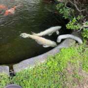 ヒメ日記 2026/04/17 18:48 投稿 まひろ 素人妻達☆マイふぇらレディー