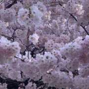 ヒメ日記 2026/03/30 09:03 投稿 紗英/さえ 五反田アネージュ（ユメオト）