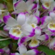 ヒメ日記 2026/02/22 11:50 投稿 みか 熟女ばかり