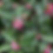 ヒメ日記 2026/02/26 16:28 投稿 みか 熟女ばかり