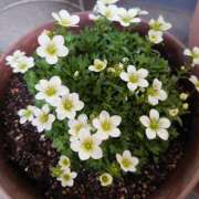 ヒメ日記 2026/03/01 13:35 投稿 みか 熟女ばかり