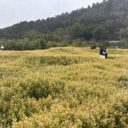 ヒメ日記 2026/03/17 11:56 投稿 みき club さくら日本橋店