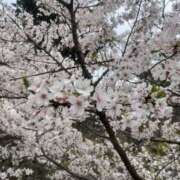 ヒメ日記 2026/04/07 11:23 投稿 みき club さくら日本橋店