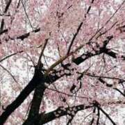 ヒメ日記 2026/03/24 15:59 投稿 小鈴(こすず) 麗しい人妻 新宿本店