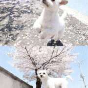 美咲かなの・極嬢 🍒ちらっと覗く〇〇を🍒 Muteki Platinum