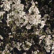 ヒメ日記 2026/03/28 23:15 投稿 篠田 鶯谷人妻城