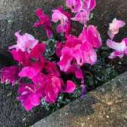 ヒメ日記 2026/04/01 11:06 投稿 篠田 鶯谷人妻城