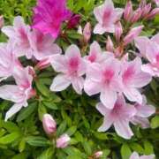 ヒメ日記 2026/04/13 18:55 投稿 篠田 鶯谷人妻城