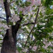 ヒメ日記 2026/04/18 01:30 投稿 篠田 鶯谷人妻城