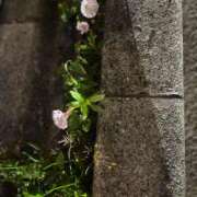 ヒメ日記 2026/04/26 23:18 投稿 篠田 鶯谷人妻城