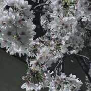 水瀬ななお 久しぶり〜🌟 ザイオン 会員制アロマエステ