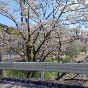 ヒメ日記 2026/04/05 12:05 投稿 かほ 鹿児島ちゃんこ 薩摩川内店