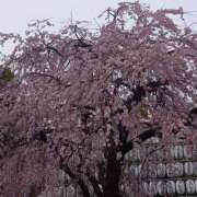 ヒメ日記 2026/03/30 12:48 投稿 西田ちえ 五十路マダムエクスプレス横浜店（カサブランカグループ）