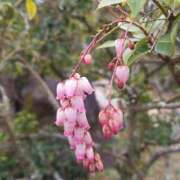 ヒメ日記 2026/03/31 14:38 投稿 西田ちえ 五十路マダムエクスプレス横浜店（カサブランカグループ）