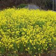 ヒメ日記 2026/04/13 10:32 投稿 西田ちえ 五十路マダムエクスプレス横浜店（カサブランカグループ）