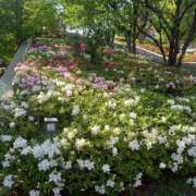 西田ちえ 今日は…? 五十路マダムエクスプレス横浜店（カサブランカグループ）