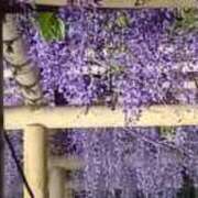 ヒメ日記 2026/04/27 09:20 投稿 西田ちえ 五十路マダムエクスプレス横浜店（カサブランカグループ）