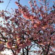 ヒメ日記 2026/03/01 14:57 投稿 とうか 千葉人妻花壇