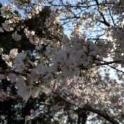 ヒメ日記 2026/03/29 17:07 投稿 とうか 千葉人妻花壇