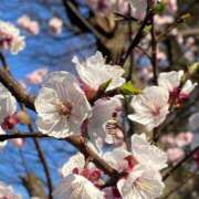 ヒメ日記 2026/03/18 14:28 投稿 いおり 素人妻達☆マイふぇらレディー