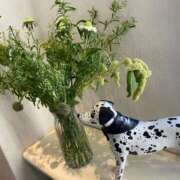 いおり お休み期間😖🙏🏻 素人妻達☆マイふぇらレディー