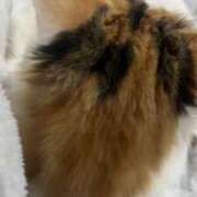 ヒメ日記 2026/03/29 17:17 投稿 芹沢 あなたに逢いたくて