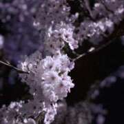 ヒメ日記 2026/04/09 08:45 投稿 ニコ バニーコレクション新潟店