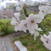 ヒメ日記 2026/04/07 18:15 投稿 かぐや 金瓶梅(きんぺいぱい)(雄琴)