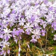 ヒメ日記 2026/04/15 15:03 投稿 業界未経験新人みなみ 奥様メモリアル