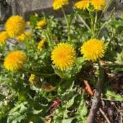 ヒメ日記 2026/04/17 08:33 投稿 業界未経験新人みなみ 奥様メモリアル