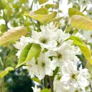 業界未経験新人みなみ マメナシ🦕𓂃𓈒𓏸 奥様メモリアル