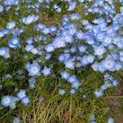 ヒメ日記 2026/04/13 15:27 投稿 吉永　幸子 東京ローズマリー