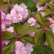 ヒメ日記 2026/04/14 19:17 投稿 吉永　幸子 東京ローズマリー