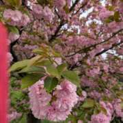 ヒメ日記 2026/04/15 18:47 投稿 吉永　幸子 東京ローズマリー