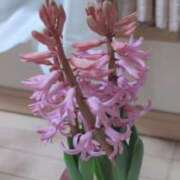 ヒメ日記 2026/03/12 16:10 投稿 真弓 クラブルージュ