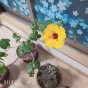 ヒメ日記 2026/03/29 20:10 投稿 真弓 クラブルージュ