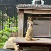 ヒメ日記 2026/04/17 13:12 投稿 えむ 渋谷ちゃんこ